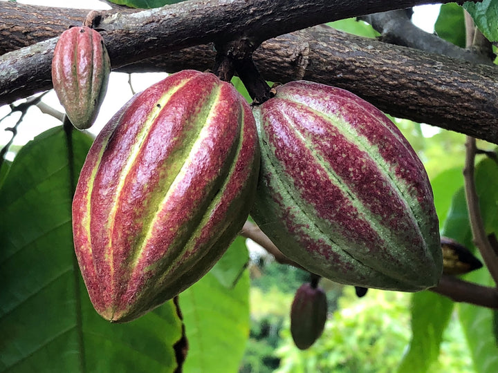 Organic Chocolate